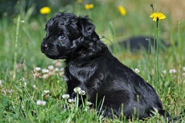 Berger de Pyrenees Welpe