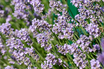 lavender flowers in the garden