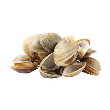 Steamed clams. isolated object, transparent background