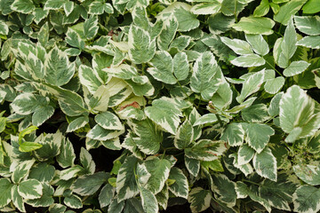 Derain variegated - a spectacular plant for creating landscape designs