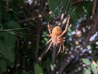spider waiting for its prey