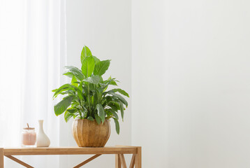 white home interior with houseplants on wooden shelf