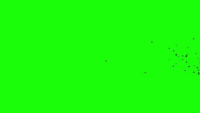 A flock of black birds flies on greenscreen. Silhouettes of birds fly from left to the right