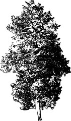 Black and White Realistic Tree Graphic