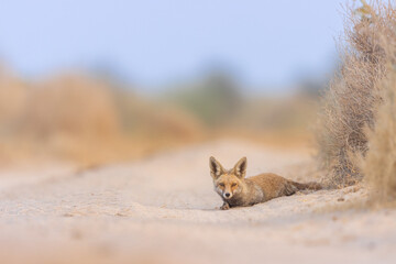 Indian Desert Fox At Desert National Park Rajasthan 