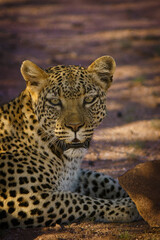close up of leopard