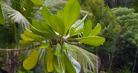 Obraz premium Slow motion: rainforest in summertime in Asia. Cinematic video: gentle summer breeze sways exotic trees in rainforest in Asia. Concept: rainforest vacation in Asia with exotic trees for mental health.