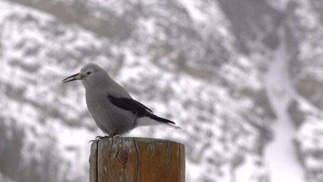 Clarks Nutcracker holding two pieces of bread in mouth 4k