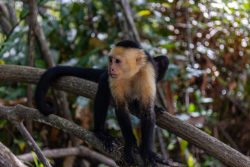 Capuchin Monkey in the Mangroves Costa Rica