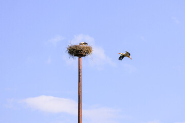 stork flying to the nest on the pole