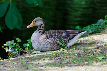 Egyptian goose neat to the water in park