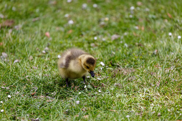 Young canadian goose in park