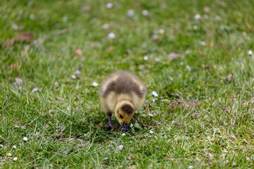 Young canadian goose in park