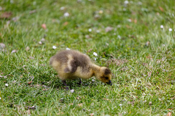 Young canadian goose in park