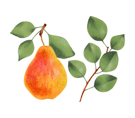 Pear fruit with leaves.Realistic botanical flower illustration.Exotic food design element.Marker and watercolor art.Hand drawn isolated.