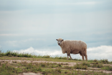 Fototapeta premium The beautiful scenery of a lone sheep walking and eating in the meadow.