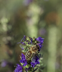 portrait of bee searching for nectar on the lavender