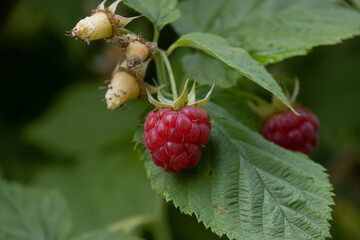 raspberry on a bush