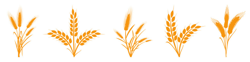 Wheats rye rice ears set icons design elements of organic agricultural food. Harvest wheat grain for beer logo, growth rice stalk and whole bread grains, barley field cereal nutritious - stock vector - obrazy, fototapety, plakaty
