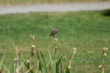 Juvenile Black Redstart (Phoenicurus ochruros) sitting on a flower in Zurich, Switzerland