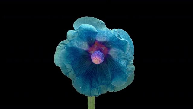 Large beautiful blue, Malva moschata, musk mallow blooming. Mother's day, Holiday, Love, birthday, Easter.