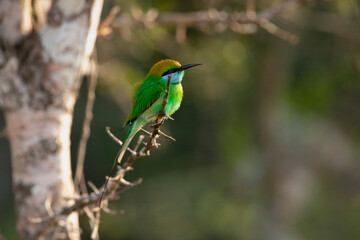 bee eater bird