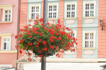 Fototapeta na wymiar Pot of red flowers on a street pole on the background of city buildings