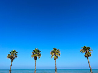 Paradise Unveiled: Capturing Palm Trees and Blue Skies