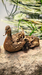 duck and ducklings