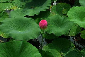 Celestial Bloom_Water Lily Unfolding Amidst Cloudy Skies