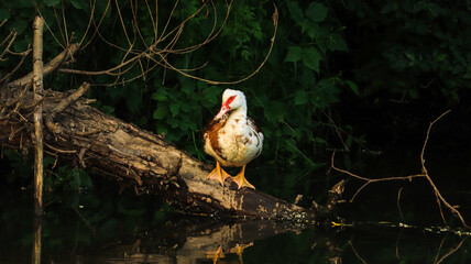 Duck on a log