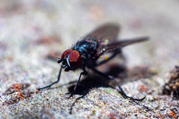 A macro photo of a fly on a wooden table