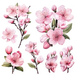watercolor sakura flowers 