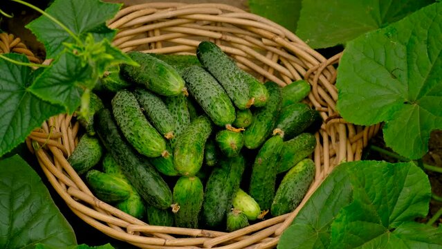 A farmer harvests cucumbers in a greenhouse. Selective focus.
