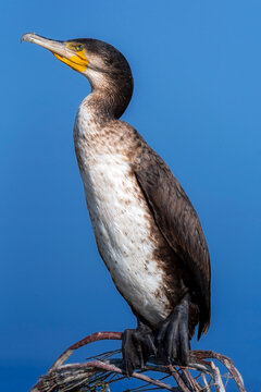 closeup of great cororant in blur blue background , The great cormorant, known as the black shag or kawau in New Zealand