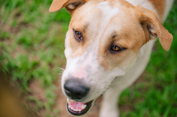 Close up dog face shoot