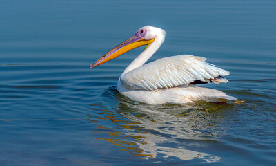 Pelicans are a genus of large water birds that make up the family Pelecanidae