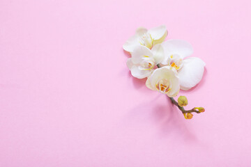 Obraz na płótnie Canvas white orchid flowers on pink ackground