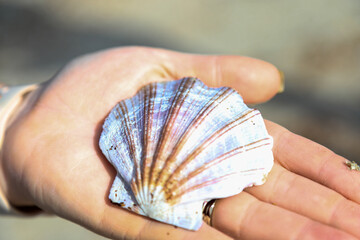 Close of of hand holding colourful seashell