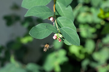 Biene an Blüte