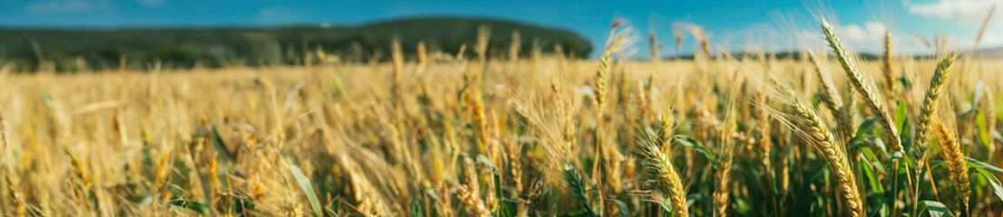 Golden wheat field and blue sky with clouds, agricultural background banner.