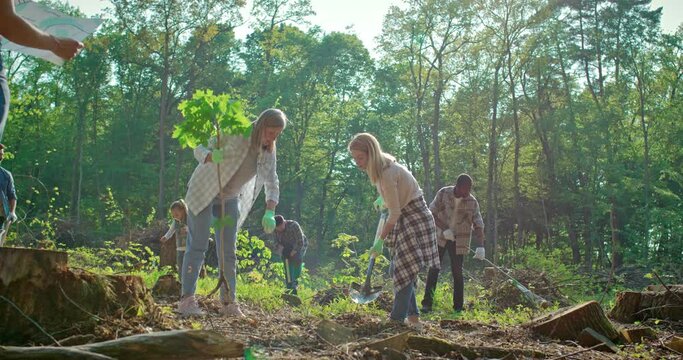 Team of multicultural eco-conscious activists plant trees outdoors in forest or park. Diverse group of people planting trees. Males and females with shovels and planting plants in soil