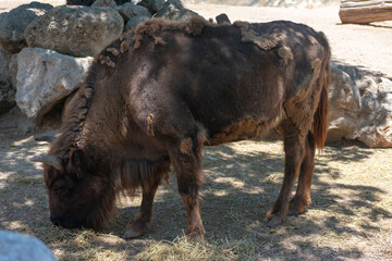 European Bisonte, Bison Bonasus, in a park
