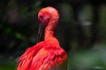 Eudocimus ruber. The scarlet ibis is a kind of pelecaniform bird of the Threskiornithidae family native to the coasts of northern South America and the southeast coast of Brazil.