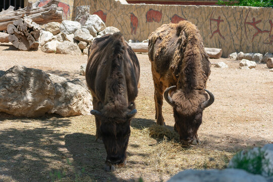 European Bisonte, Bison Bonasus, in a park
