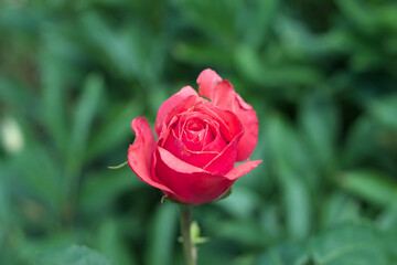 Rote Rose