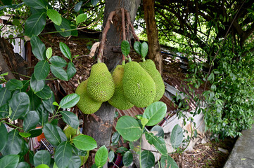 Closeup of A bunch of fresh jackfruit on the jackfruit tree near concrete walkway with natural background at thailand.