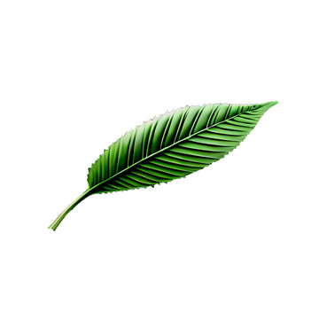 Leaf Vector imge Green colour and transference background 
Date - 7 juny 2023 , Panvel city of Maharashtra, india