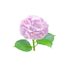Pale pink hydrangea flower with serrated petals closeup isolated transparent png. Hortensia flowering plant.
