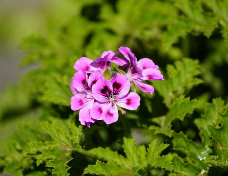The lemon pelargonium (P. citrosum) is also known colloquially as lemon geranium mosquito plant. Hanover &ndash; Berggarten, Germany.